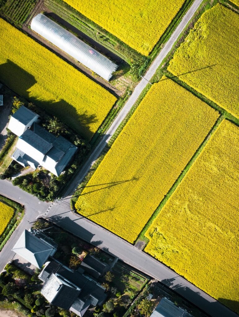 drone, village, rice field, field, aerial