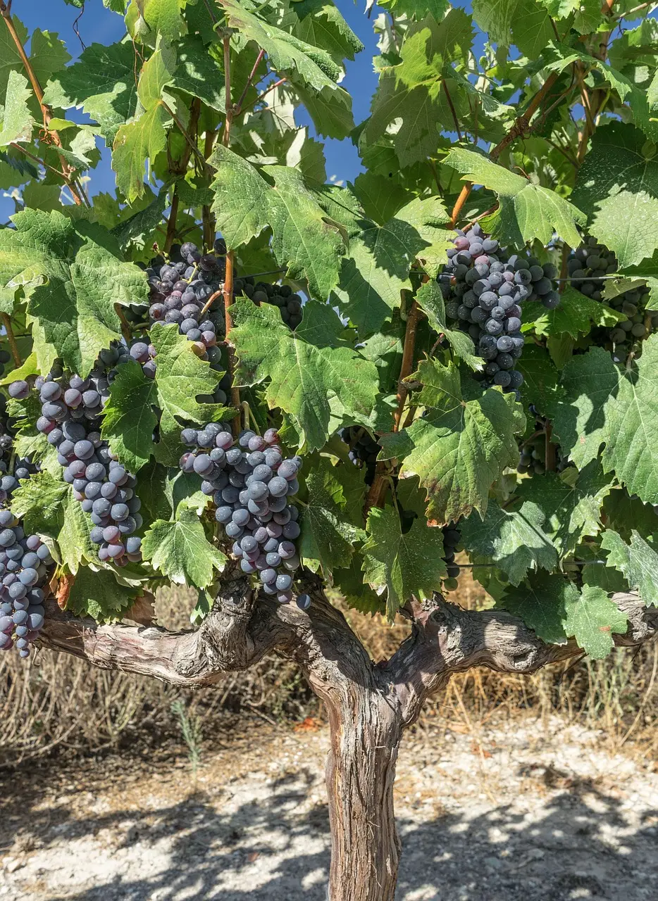 grapes, vine, vineyard, harvest, cultivation, cluster, sheets, came, fruit, red wine, nature, food, plant, healthy, wine production, red, early, cabernet, merlot, rioja, rivera del duero, bordeaux