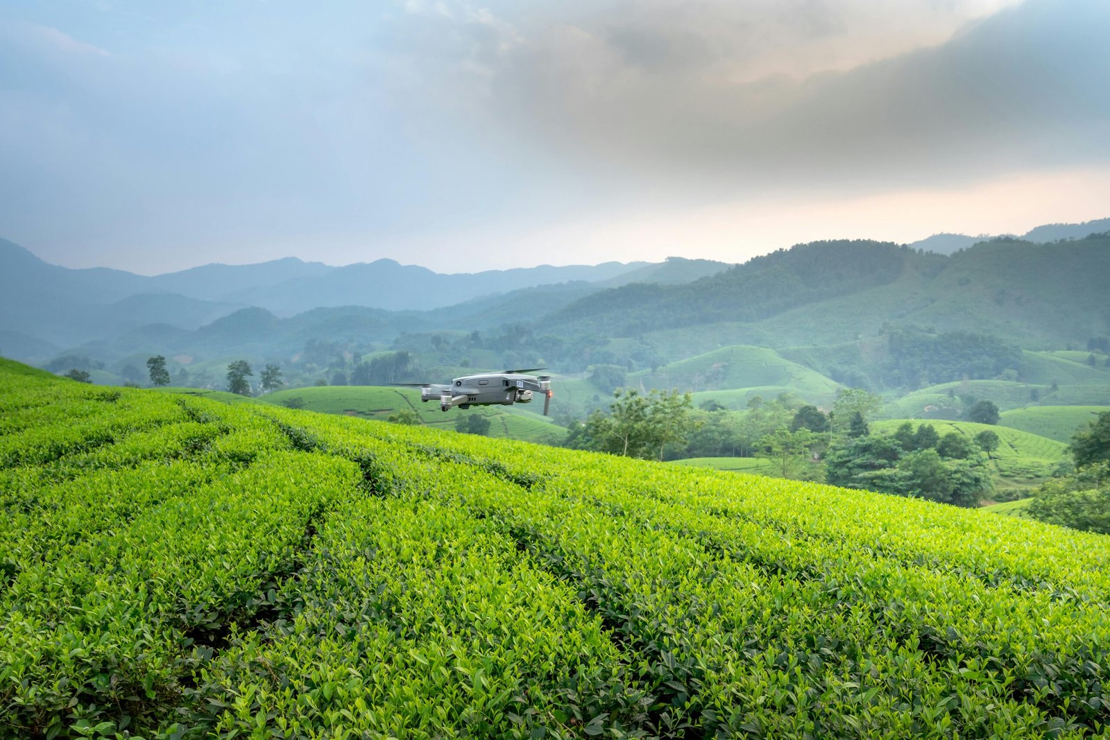 Aerial view of a drone hovering above lush green tea fields on a cloudy day.