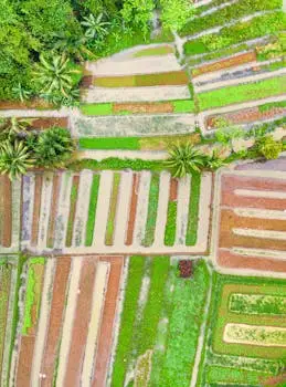 pexels photo 2264700