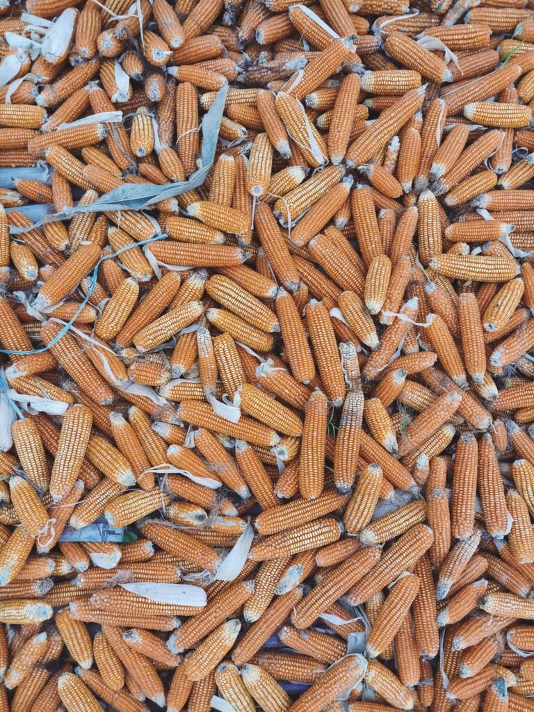 Dry corn cobs piled together post-harvest in Selopuro, Indonesia.